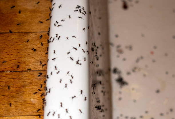 Best Affordable Pest Control Services  in Mississippi State, MS